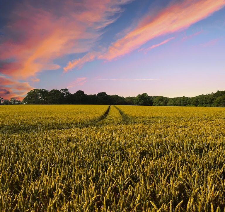 Harvest farm life summer 2019