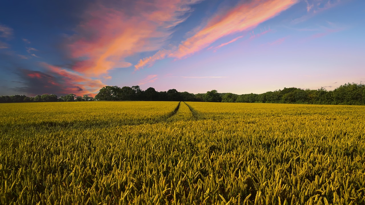 Harvest farm life summer 2019